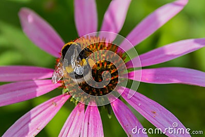 Bee on the blossoming echinacea flowers. Stock Photo