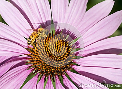 Honey bee getting nectar from purple coneflower Stock Photo