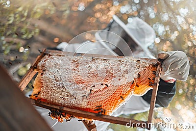 Honey, bee hive and farmer beekeeping or garden worker in nature with insects working. Sustainability, eco friendly and Stock Photo