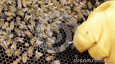 Honey Bee Hive Pests A...