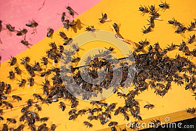 Honey bee hives Stock Photo