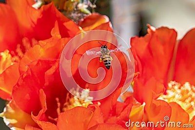 Honey Bee Hovering Over some Texas Prickly Pear Cactus Flowers Stock Photo