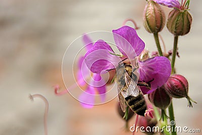 Honey Bee Stock Photo