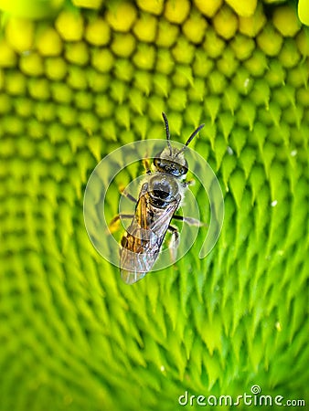 Honey Bee Insect on a SunFlower Macro Stock Photo