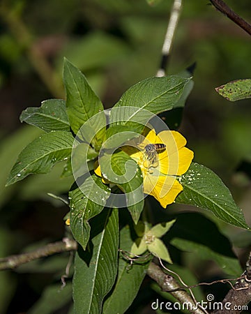 A honey bee landing on a flower and pollinating Stock Photo