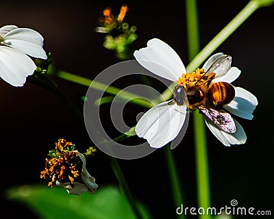 Honey Bee Landing on a Shepherd`s Needle Flower Stock Photo