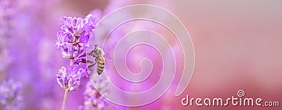 Honey bee on lavender flower in flower bed in garden in summer. Harvesting lavender nectar. Stock Photo