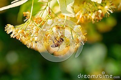 Honey bee in Linden Flowers, Apis Carnica Stock Photo