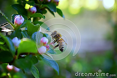 Honey Bee, Macro closeup view, collecting nectar and pollen on a Cotoneaster flower blossom which is a genus of flowering plants i Stock Photo