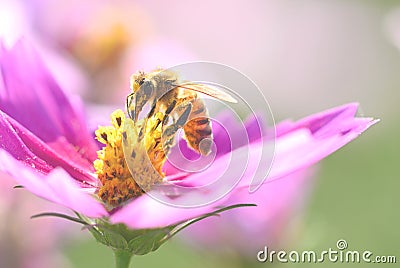 Honey bee and beautiful Magenta Cosmos flower in garden, nature Stock Photo