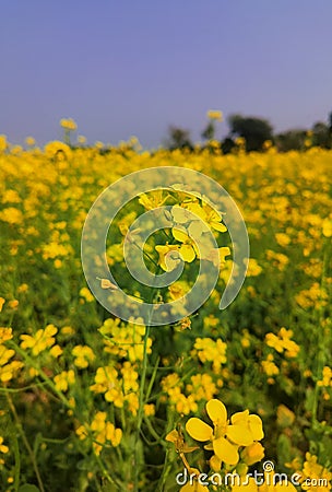 Mastered flower in a field with yellow and green background Stock Photo