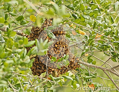 Bee hive Stock Photo