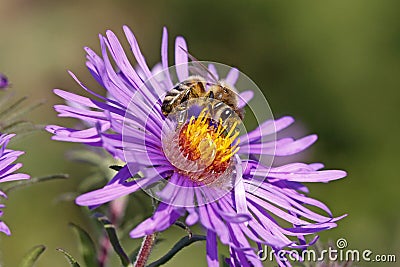 Honey bee on New England Aster Stock Photo
