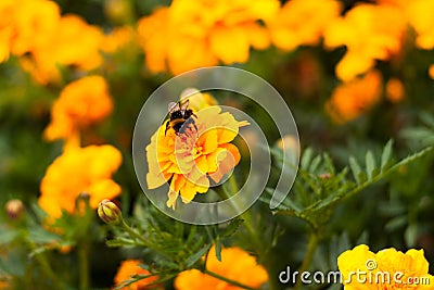 Honey Bee On Petals Of Flower Marigold. Stock Photo