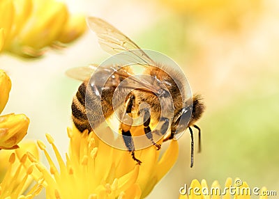 Honey bee Stock Photo