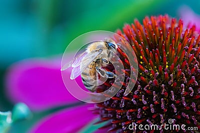 Honey bee on a pink flower Stock Photo