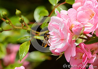Honey bee on pink mini roses Stock Photo