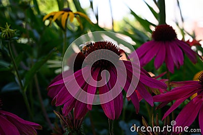 Honey bee on dark pink echinacea flower Stock Photo