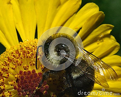 Honey bee pollin Stock Photo