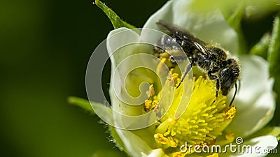honey bee pollinates a white strawberry flower, Stock Photo