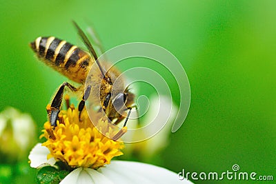 Honey bee pollinating a bidens pilosa flower. insect, honeybee, wild, beauty in Nature Stock Photo