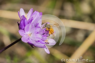 Honey bee pollinating a Blue wildflower Dichelostemma capitatum, California Stock Photo