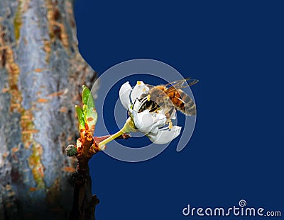 Honey Bee Pollinating Flower Stock Photo