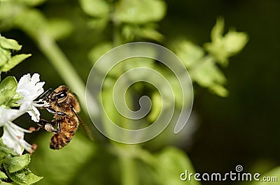 A honey-bee pollinating the fresh white flowers of a thriving BasilOcimum basilicum plant. Stock Photo