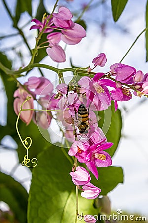 Honey Bee Pollinating the Pink Blossoming Flowers of a Queen's Wreath Vine Stock Photo