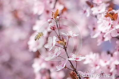 Nature's Delight: Honey Bee Pollinating Pink Sakura Blossom Stock Photo