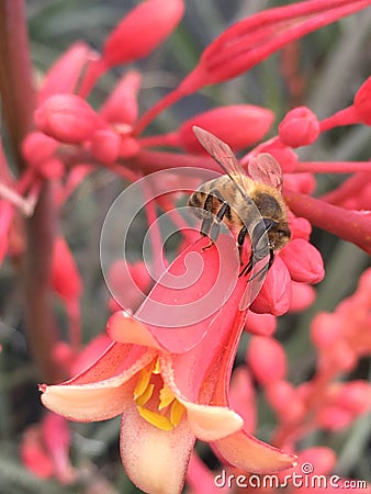 Honey bee on red yucca Stock Photo