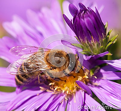Honey bee sitting on the violetflower Stock Photo
