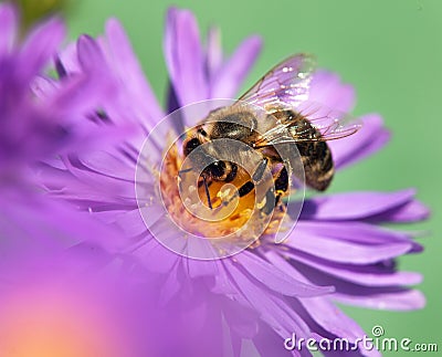 Honey bee sitting on the violetflower Stock Photo