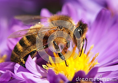 Honey bee sitting on the violetflower Stock Photo