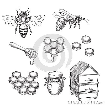 Honey and bee sketch vector illustration. Honeycombs, pot and hive hand drawn isolated design elements Vector Illustration