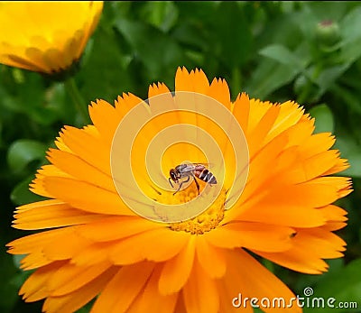 Honey Bee sucking nactor from beautiful yellow marigold flower Stock Photo