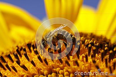 Honey bee on sunflower Stock Photo