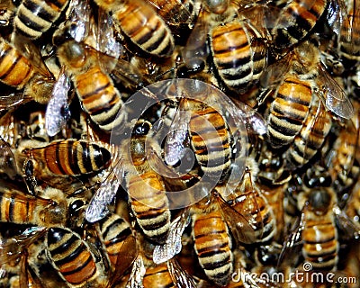 Honey Bee Swarm Stock Photo