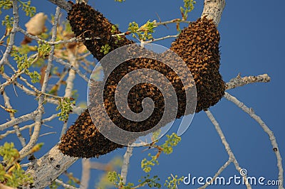 Honey Bee Swarm Stock Photo