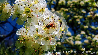 Honey bee taking nectar around siena Stock Photo