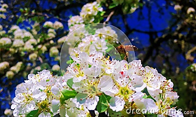 Honey bee taking nectar around siena Stock Photo