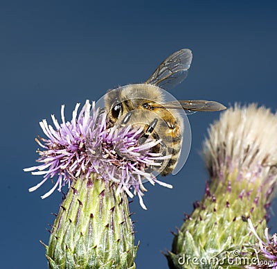 Honey Bee on thistle Stock Photo