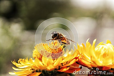 Honey bee on the top of a yellow Garbera daisy flower for collecting pollen Stock Photo