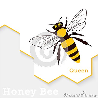 Honey Bee Vector Illustration Vector Illustration