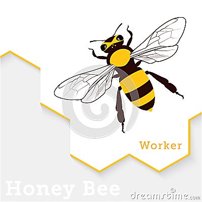 Honey Bee Vector Illustration Vector Illustration