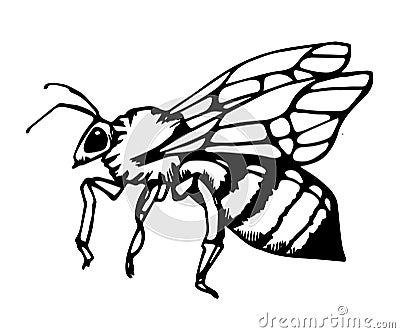 Honey bee vintage vector drawing. Hand drawn isolated insect sketch. vector illustrations. Great for logo, icon, label Vector Illustration