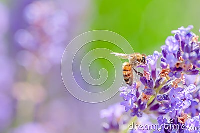 Honey bee visiting the lavender flowers and collecting pollen close up pollination Stock Photo