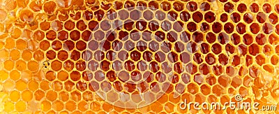 Honey Bee Wax Honeycomb Stock Photo