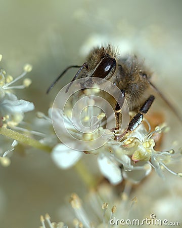 Honey bee in a white dream Stock Photo