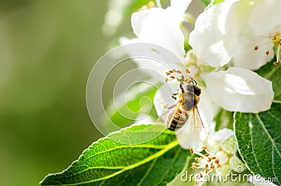 Honey bee on a white flower and collecting polen. Flying honeybee. One bee flying during sunshine day. Insect. Stock Photo